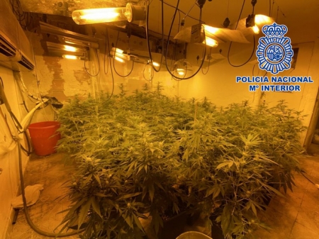 Plantación de cannabis en Motril (POLICÍA) 