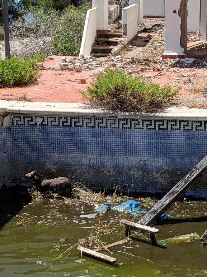 La cabra en el interior de la piscina (AYTO. ALMUÑECAR) 
