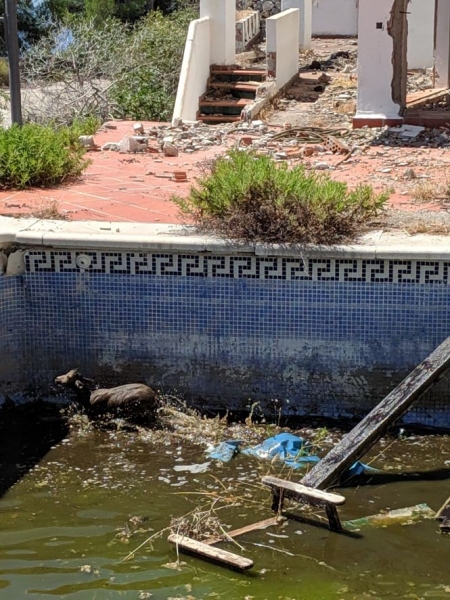 La cabra en el interior de la piscina (AYTO. ALMUÑECAR) 