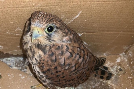 Imagen de la cría de cernícalo (AYUNTAMIENTO DE CARTAGENA - ARCHIVO) 