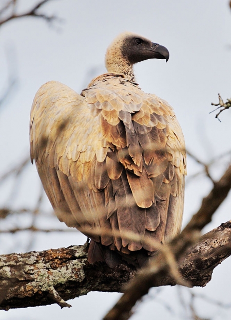 Buitre dorsiblanco (F. DAVID CARMONA)