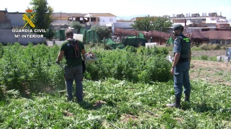 Plantación de cannabis sativa (GUARDIA CIVIL)