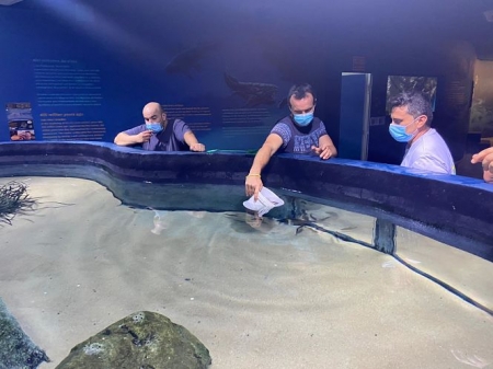 Suelta de nuevas especies en el Acuario de Almuñécar (AYTO. ALMUÑÉCAR)