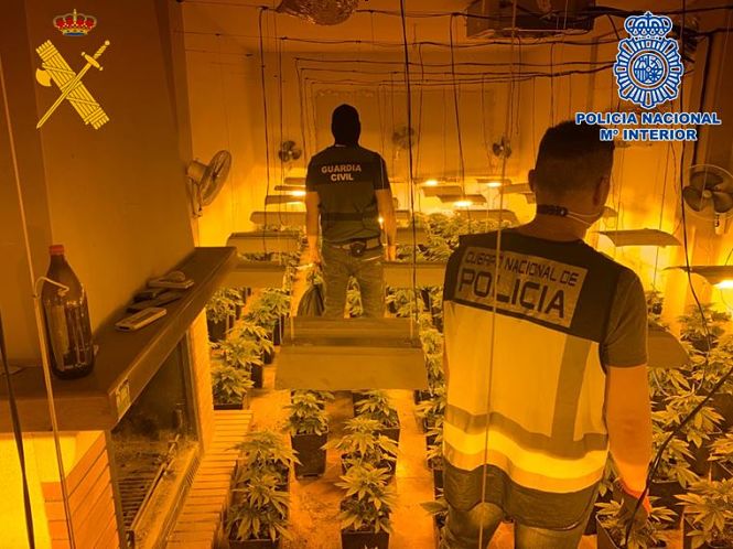 Plantación de marihuana intervenida en Atarfe (POLICÍA NACIONAL) 