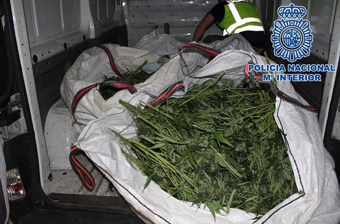 Plantas de Marihuana incautadas (POLICÍA NACIONAL) 