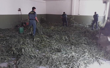 Miembros de la Guardia CIvil junto a las plantas incautadas (GUARDIA CIVIL)