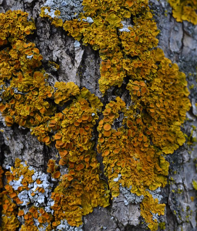 Los investigadores de la UGR han utilizado el liquen Xanthoria parietina para identificar cuáles son los puntos calientes de contaminación atmosférica en Granada (UGR)