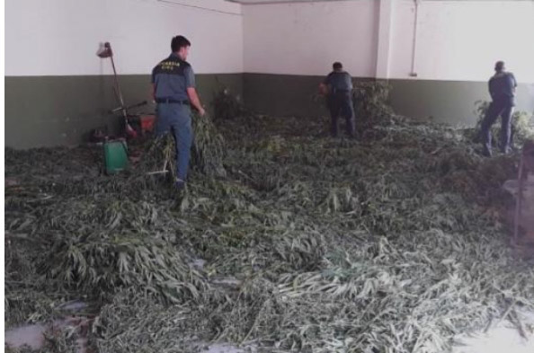 Una de las plantaciones incautadas (GUARDIA CIVIL) 