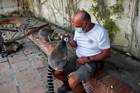 Lemures en el Parque Loro Sexi (AYUNTAMIENTO ALMUÑECAR) 