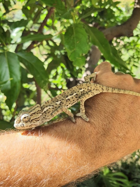 Camaleón común de Almñécar (AYTO. ALMUÑÉCAR)