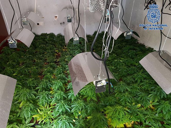 Plantación de marihuana en una imagen de archivo (POLICÍA NACIONAL/ARCHIVO) 