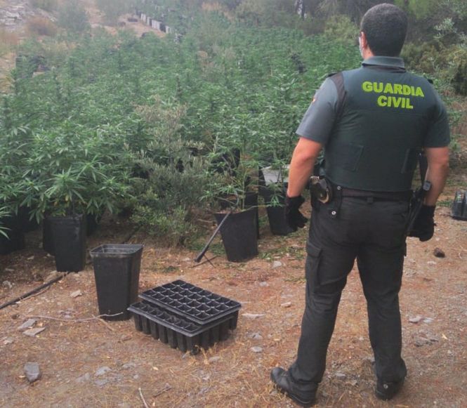 Plantación de marihuana en Los Guájares (GUARDIA CIVIL) 