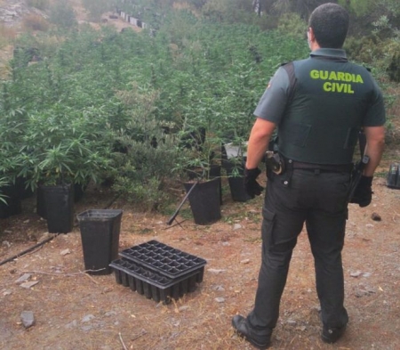 Plantación de marihuana en Los Guájares (GUARDIA CIVIL) 