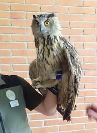 Ejemplar de Buho Real que fue rescatado (PSOE LANJARÓN) 