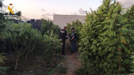 Plantación de marihuana (GUARDIA CIVIL) 
