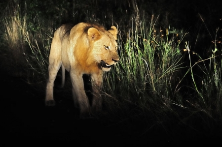 León –Pantherapardus (DAVID CARMONA)