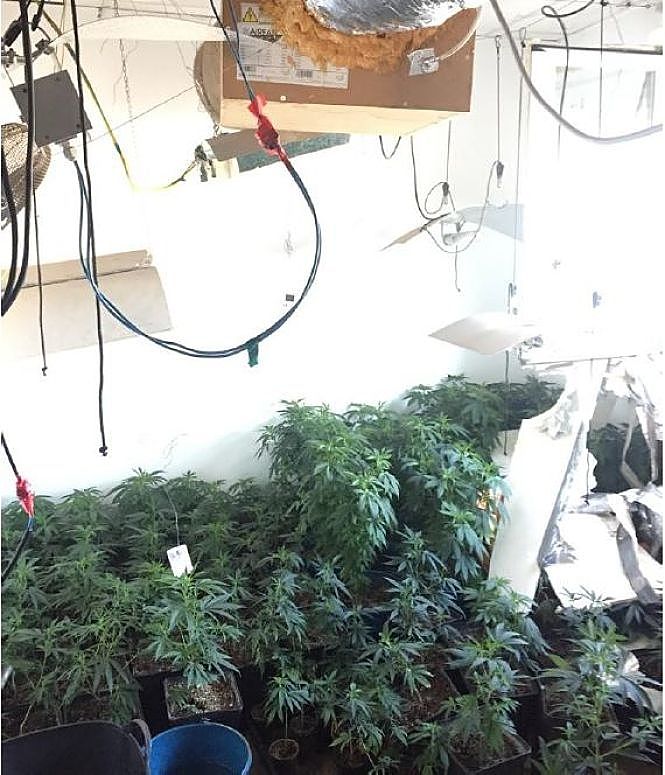 Marihuana intervenida en operación policial (POLICÍA NACIONAL)