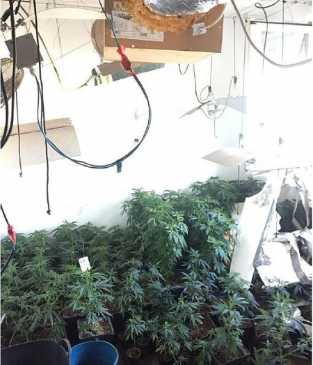 Marihuana intervenida en operación policial (POLICÍA NACIONAL)