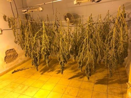 Marihuana incautada en una vivienda de Armilla (AYTO. ARMILLA)