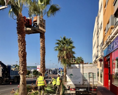 Operarios municipales podando los árboles de Motril (AYTO. MOTRIL)