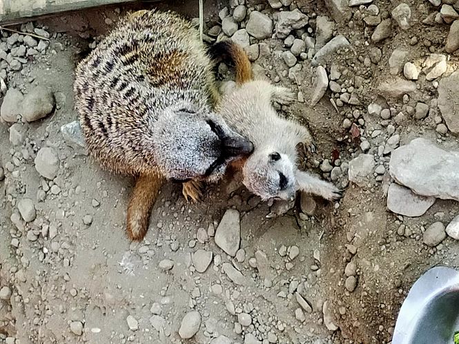 Suricatos nacidos en el Parque Loro Sexi de ALmuñécar (AYTO. ALMUÑÉCAR)