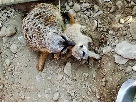 Suricatos nacidos en el Parque Loro Sexi de ALmuñécar (AYTO. ALMUÑÉCAR)