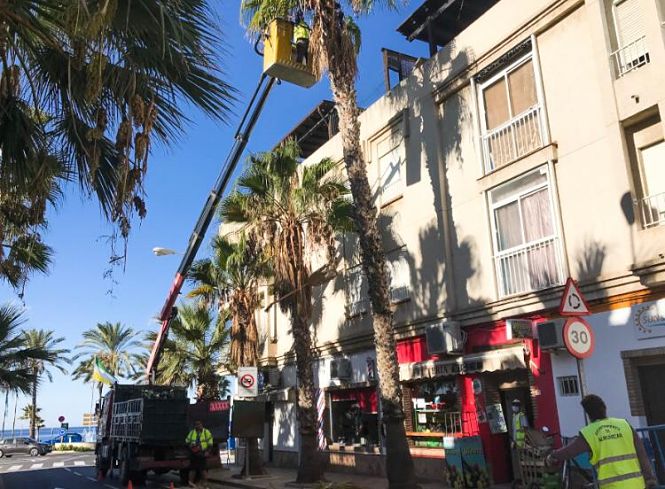 Limpieza de palmeras en La Herradura (AYTO. ALMUÑÉCAR)