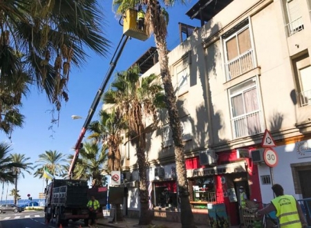 Limpieza de palmeras en La Herradura (AYTO. ALMUÑÉCAR)