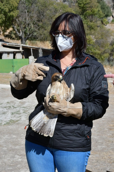 La Delegada de medio Ambiente, María José Martín con un ejemplar de Águila de La Calzada (JUNTA)