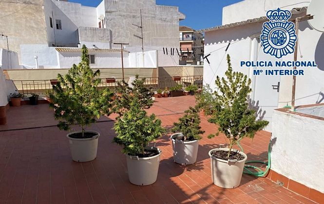 Macetas de marihuana incautadas en una terraza de Motril (POLICÍA NACIONAL)