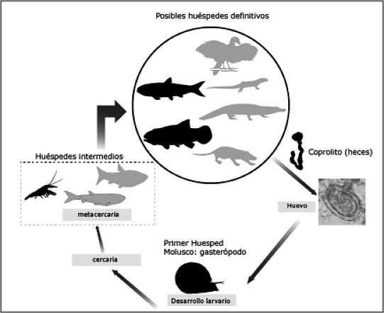 Esquema del posible ciclo de vida del trematodo encontrado en Las Hoyas (UGR)