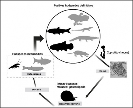Esquema del posible ciclo de vida del trematodo encontrado en Las Hoyas (UGR) Esquema del posible ciclo de vida del trematodo encontrado en Las Hoyas (UGR)