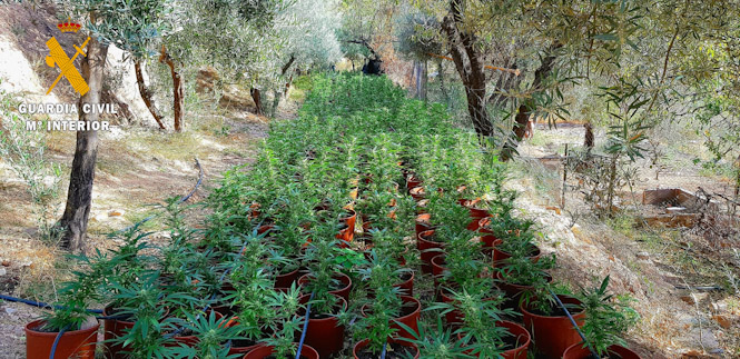 Plantación de Marihuana en Órgiva (GUARDIA CIVIL)