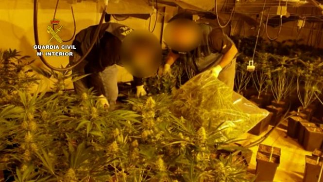 Imagen de una de las plantaciones de marihuana desmantelada (GUARDIA CIVIL)