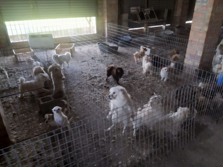Imagen del criadero ilegal de perros (AYTO. VEGAS DEL GENIL)