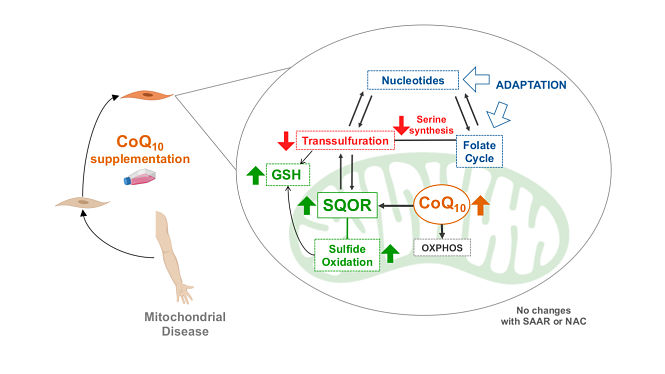 La ecuación propuesta por los investigadores predice que los organismos pequeños tienen una gran tolerancia a incrementos rápidos de calor (UGR)