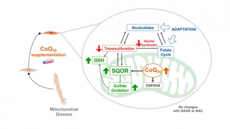 La ecuación propuesta por los investigadores predice que los organismos pequeños tienen una gran tolerancia a incrementos rápidos de calor (UGR) La ecuación propuesta por los investigadores predice que los organismos pequeños tienen una gran tolerancia a incrementos rápidos de calor (UGR)