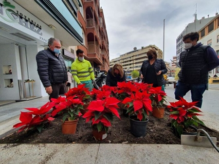 Imagen de la plantación de pascueros (AYTO. MOTRIL)