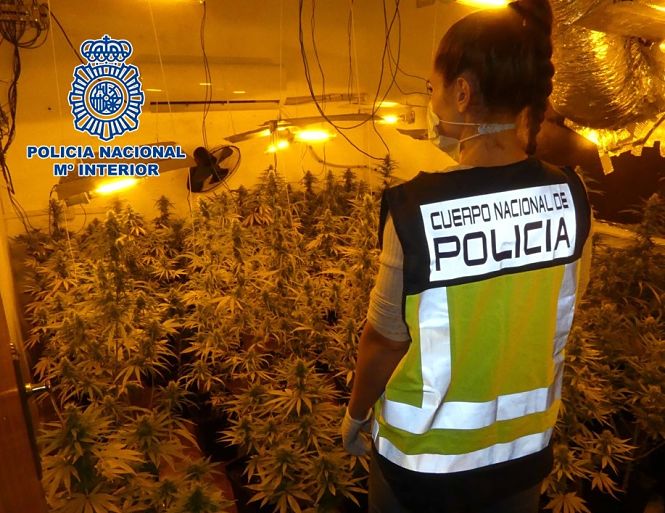 Imagen de la plantación (POLICÍA NACIONAL) 