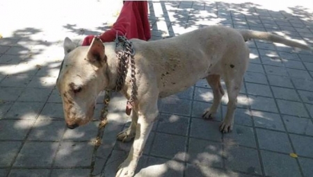Perro abandonado atado en una calle de Granada (REMITIDO POR ASOCIACIÓN) 