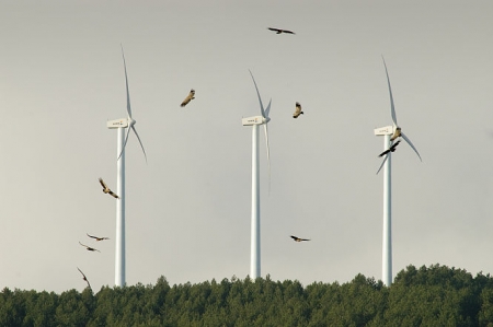 Buitres leonados volando en un parque eólico (©IOSU ANTÓN) Buitres leonados volando en un parque eólico (©IOSU ANTÓN)