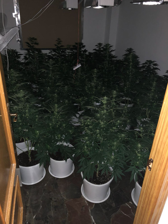 Plantas de marihuana incautadas (AYTO. ARMILLA) 