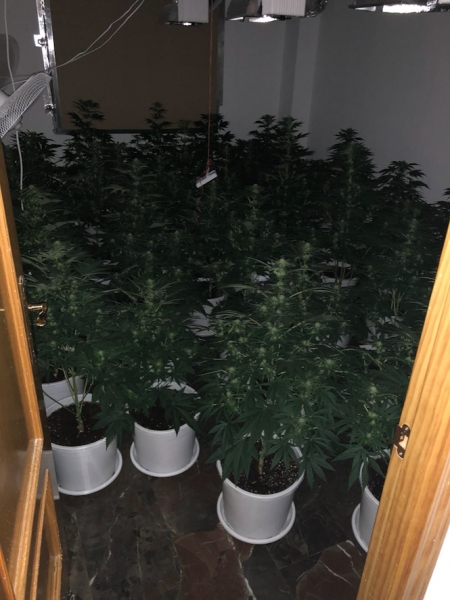 Plantas de marihuana incautadas (AYTO. ARMILLA) 