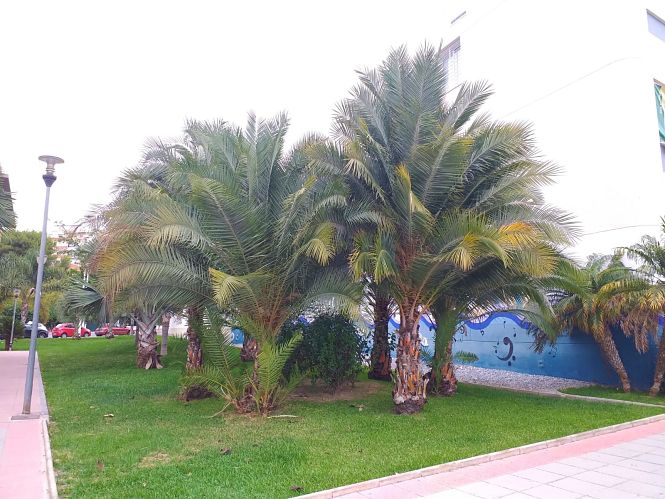 Zona verde de Motril (AYTO. MOTRIL) 