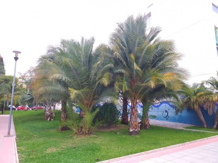 Zona verde de Motril (AYTO. MOTRIL) 