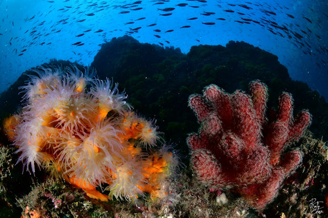Foto submarina tomada en La Herradura (RAFAEL FERNÁNDEZ CABALLERO) 