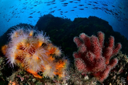 Foto submarina tomada en La Herradura (RAFAEL FERNÁNDEZ CABALLERO) 