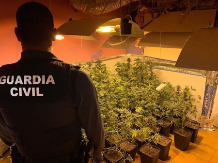 Plantación de marihuana intervenida por la Guardia Civil - (GUARDIA CIVIL) 