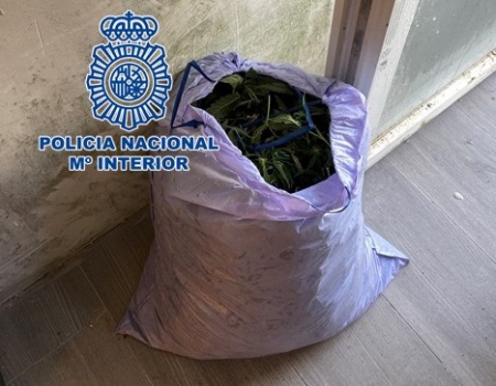 Imagen de la marihuana incautada (POLICÍA NACIONAL) 