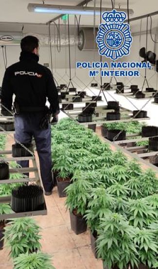 Imagen de una plantación de marihuana (POLICÍA NACIONAL)